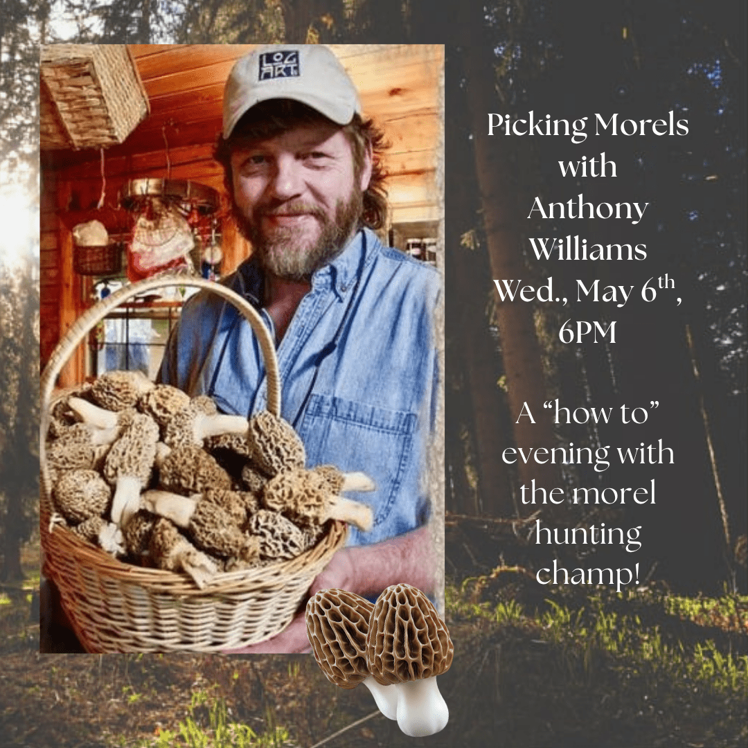 Picking Morels with Anthony Williams Wed., May 6th, 6PM A “how to” evening with the morel hunting champ!
